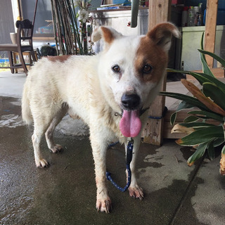 ゴン♂（祖母が亡くなり、里親を探してます）