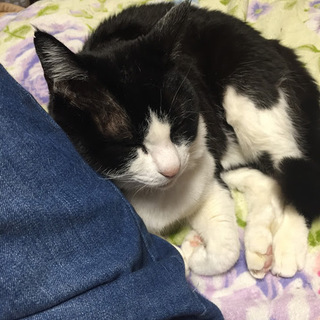 のん♀（祖母が亡くなり、里親を探してます）