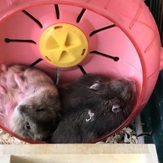 ジャンガリアンハムスター 子供6匹