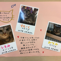 東京・赤羽に保護猫カフェが先月オープン！毎日譲渡会