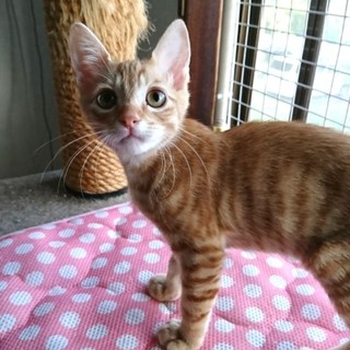 小ぶりの童顔☆甘えん坊の男の子☆