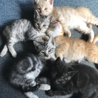 生後3ヶ月の5匹の子猫」茨城県 - 猫の里親募集(231213