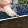 子犬里親募集‼ サムネイル2