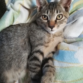 みんな大好き「ネリ君」