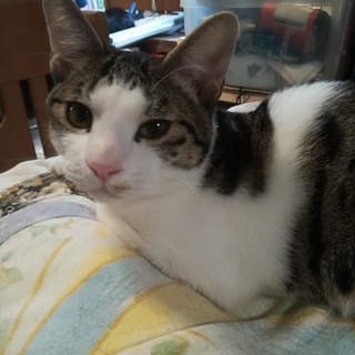 ｴｲｽﾞｷｬﾘｱでも元気です！[アダム君]