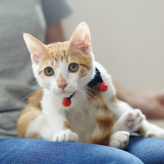 ロイヤルな毛色！犬とも猫とも仲良く遊べます！