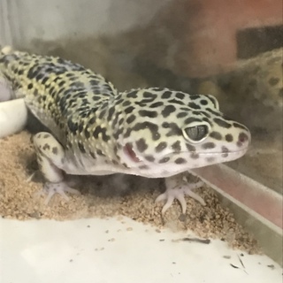 レオパ  ヒョウモントカゲモドキ