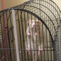 ラットのメス