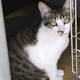 【急募】優しい性格のキジシロちゃん