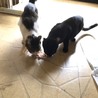 【急募】優しい性格のキジシロちゃん サムネイル2