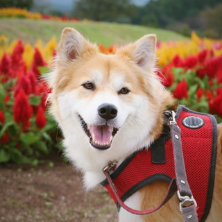 甘えん坊で優しい郁の、家族になってくれませんか？