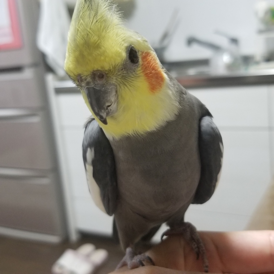 くうすけのカバー写真