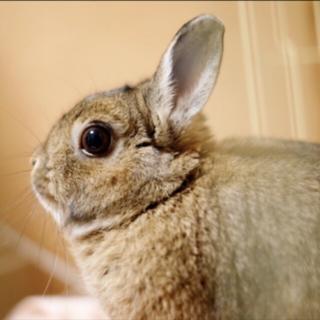 うさぎ(茶色)ネザーランドドワーフ