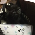 可愛い黒猫君