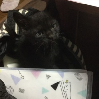 可愛い黒猫君