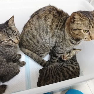 急募☆キジトラ子猫男の子
