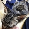 急募☆キジトラ子猫男の子 サムネイル2