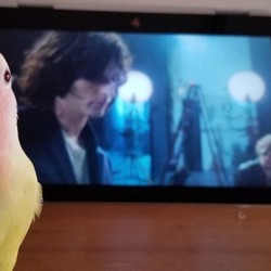 さえずる、さけぶ、とぶ