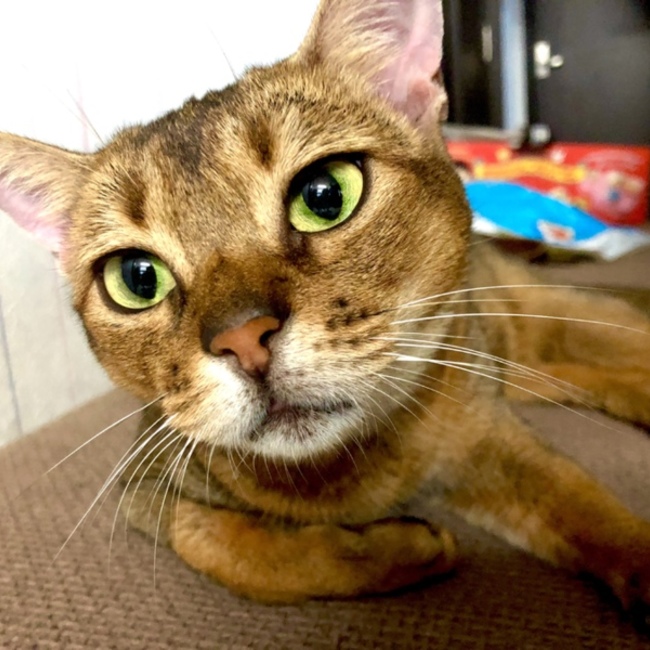 K-jのカバー写真