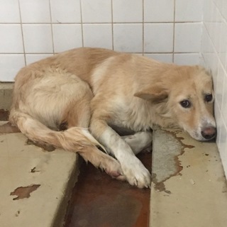 里親決定しました。