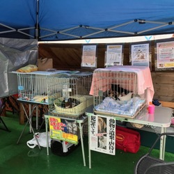 猫の譲渡会 "縁会"（えんかい）
