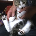 人が大好き活発で甘えん坊な子猫です