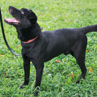 お行儀の良い可愛いミックス