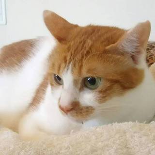 子猫達に好かれ、ヒトには甘えたがりのニコちゃん❣️