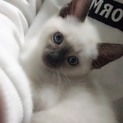 シャム猫風イケメン君