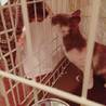 美人なミケ子猫ちゃんの里親募集/10/09更新 サムネイル4