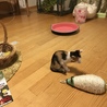 爪とぎネズミ。早くお気に入りの爪とぎを見つけてあげたい...