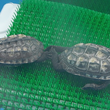 いつも仲良し、仲良く甲羅干し