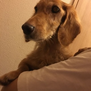 超甘えん坊で抱っこ大好き