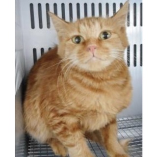 愛護団体様が引き出して下さいました。