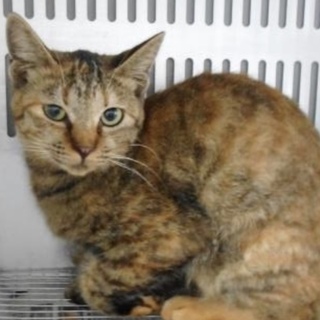 愛護団体様が引き出して下さいました。