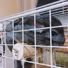 チンチラの里親募集中（交渉中） サムネイル6
