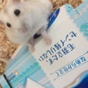 サム。