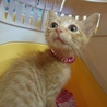 じゅん、里親さま決定❗ありがとうございました❤ サムネイル2