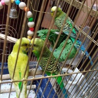 セキセイインコ　１歳　４羽とも全員兄弟です　