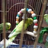 セキセイインコ　１歳　４羽とも全員兄弟です　 サムネイル2