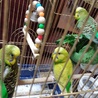 セキセイインコ　１歳　４羽とも全員兄弟です　 サムネイル3