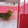 セキセイインコ　１歳　４羽とも全員兄弟です　 サムネイル4