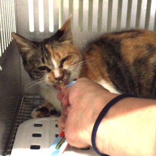 家族ができました！有難うございました。