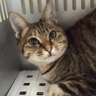 家族ができました！有難うございました。