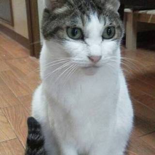 6歳と12～13歳の猫二匹飼ってくれるかた募集