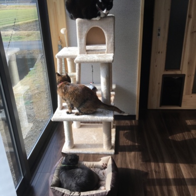 てれじあまりあのカバー写真