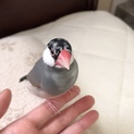 手乗り文鳥メス1歳の里親募集