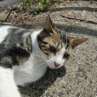 優しくて大人しいアメショー柄のねこちゃん