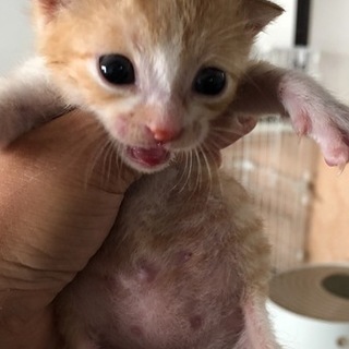 まだ生後3週間！ 元気なカイくん