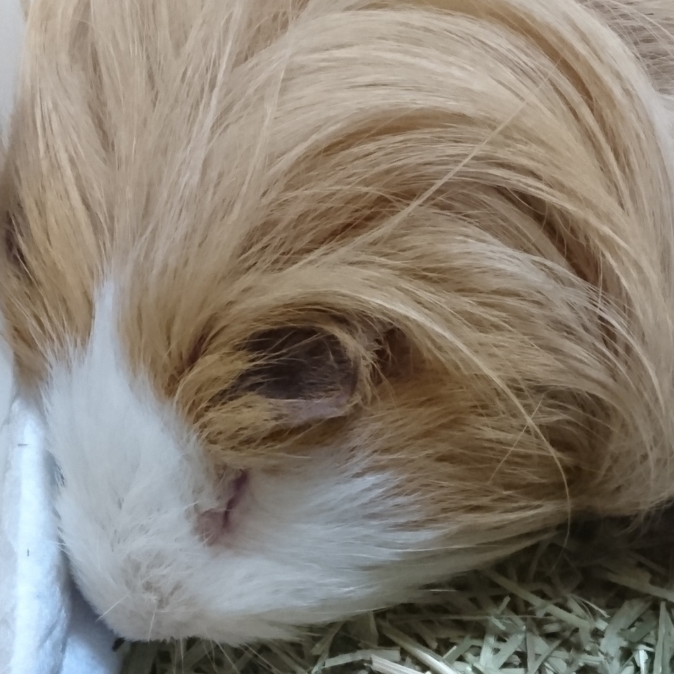 ショコラのカバー写真